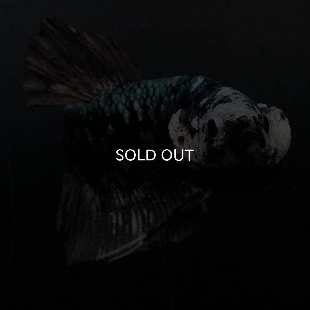 画像10: GHMPK　ブラックカッパースター (10)