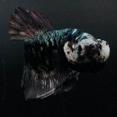 画像10: GHMPK　ブラックカッパースター (10)