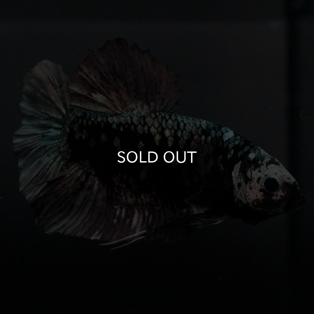 画像8: GHMPK　ブラックカッパースター (8)