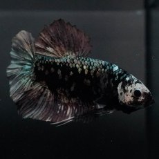 画像8: GHMPK　ブラックカッパースター (8)