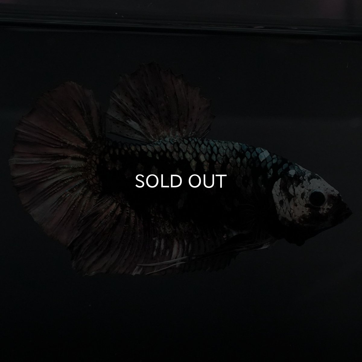 画像4: GHMPK　ブラックカッパースター (4)