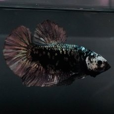 画像4: GHMPK　ブラックカッパースター (4)