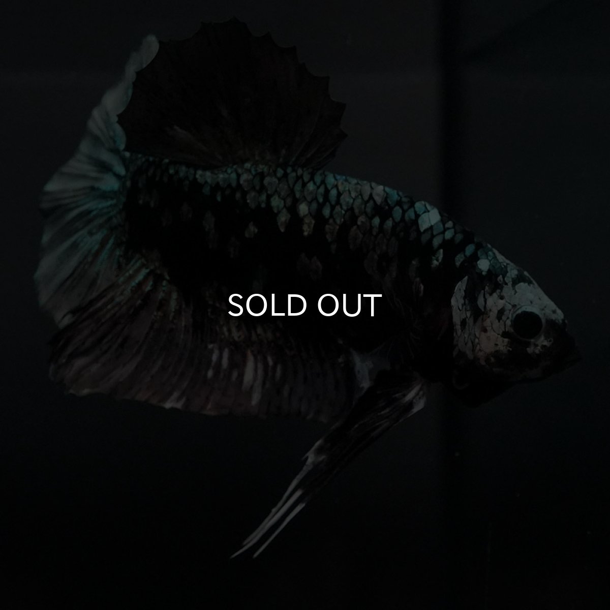 画像6: GHMPK　ブラックカッパースター (6)