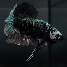 画像6: GHMPK　ブラックカッパースター (6)