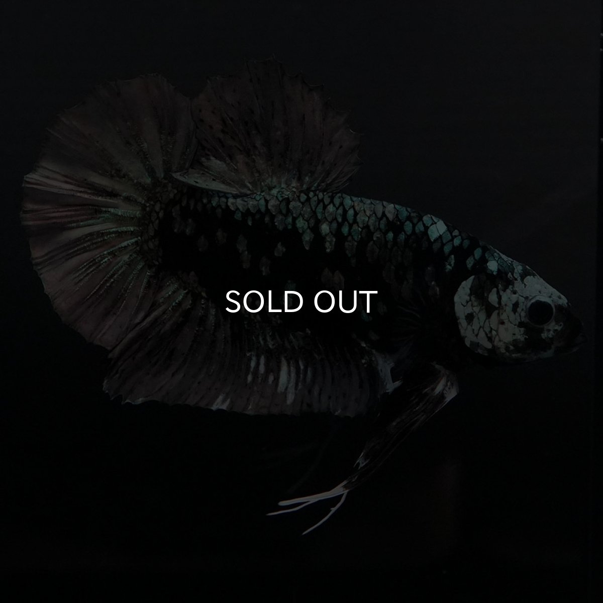 画像1: GHMPK　ブラックカッパースター (1)