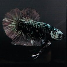 画像1: GHMPK　ブラックカッパースター (1)