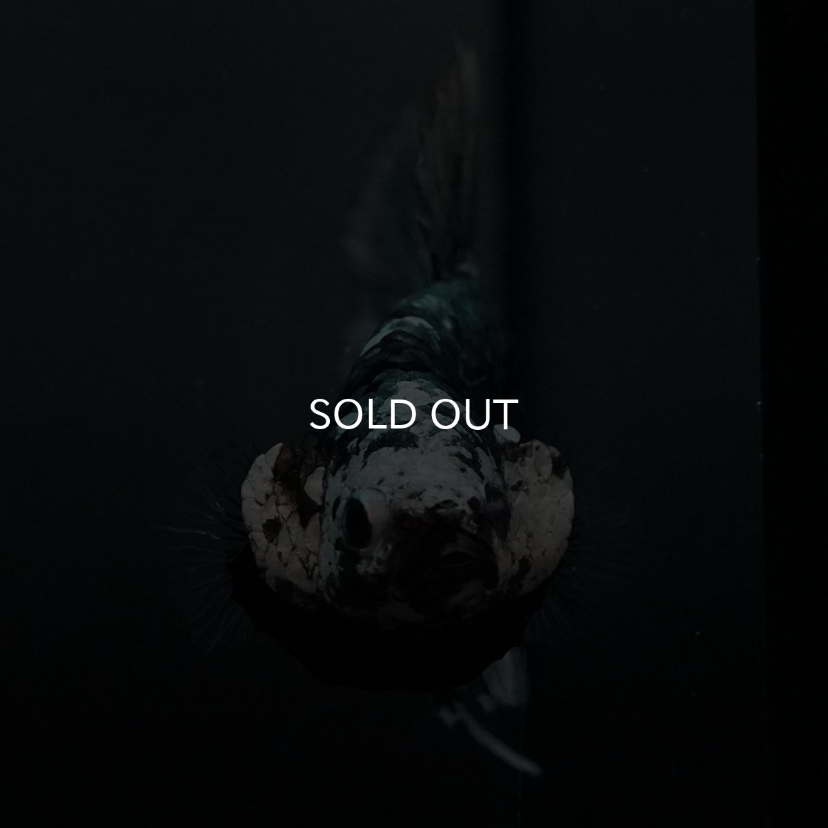 画像3: GHMPK　ブラックカッパースター (3)