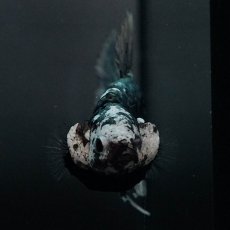 画像3: GHMPK　ブラックカッパースター (3)