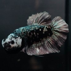 画像7: GHMPK　ブラックカッパースター (7)