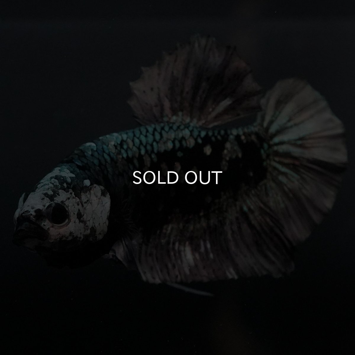 画像5: GHMPK　ブラックカッパースター (5)