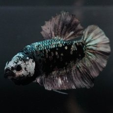 画像5: GHMPK　ブラックカッパースター (5)