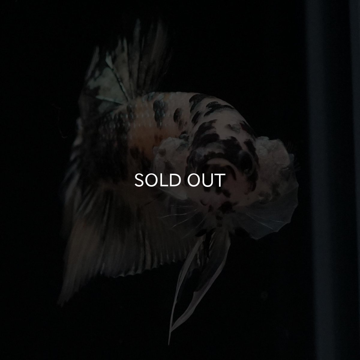 画像3: HMPK　イエローカッパー (3)