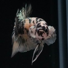 画像3: HMPK　イエローカッパー (3)