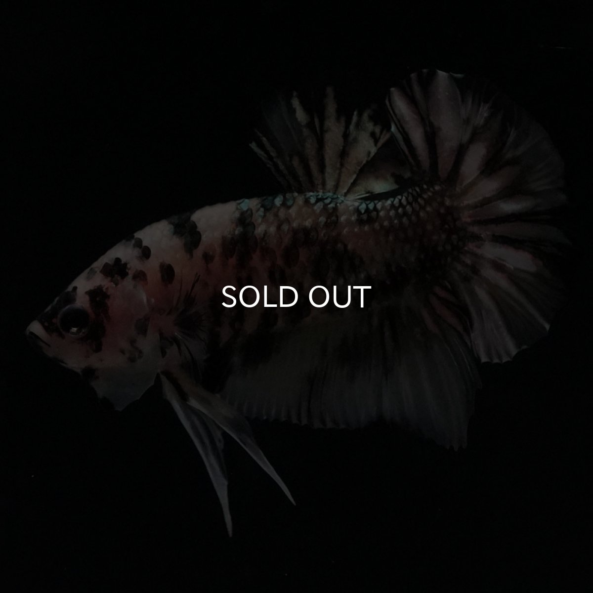 画像2: HMPK　イエローカッパー (2)