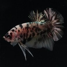 画像2: HMPK　イエローカッパー (2)