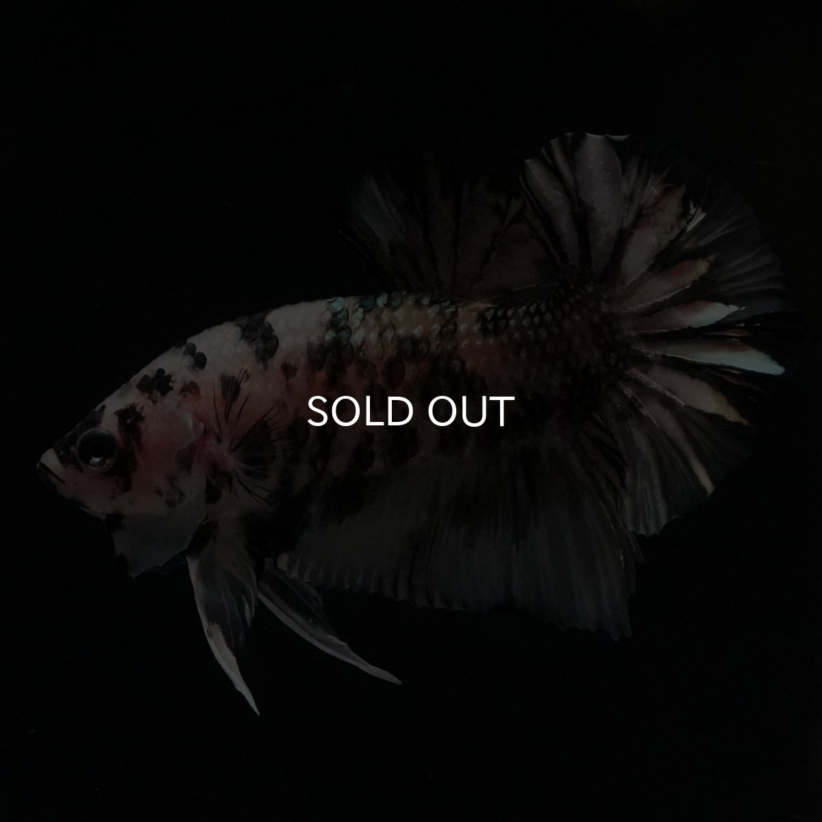 画像5: HMPK　イエローカッパー (5)