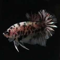 画像5: HMPK　イエローカッパー (5)