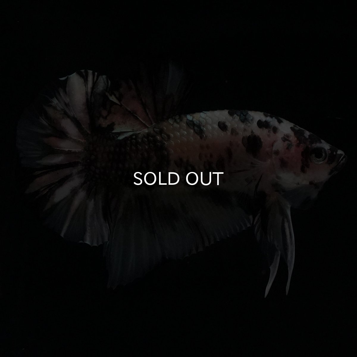 画像1: HMPK　イエローカッパー (1)