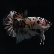 画像1: HMPK　イエローカッパー (1)