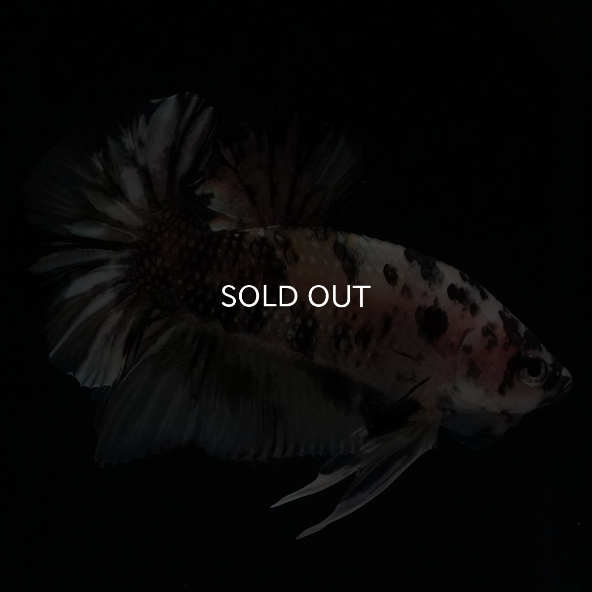 画像10: HMPK　イエローカッパー (10)