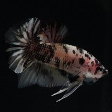 画像10: HMPK　イエローカッパー (10)