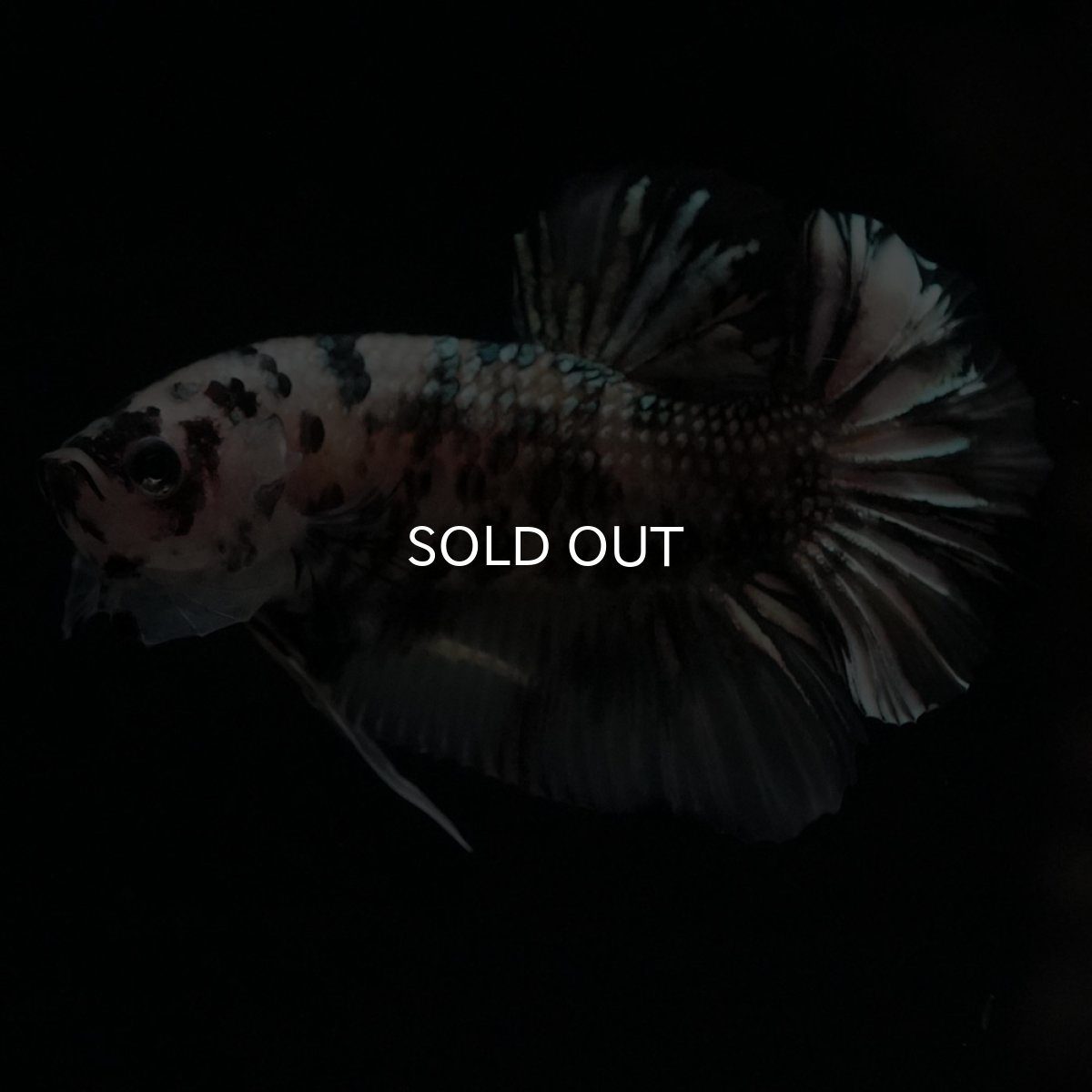 画像11: HMPK　イエローカッパー (11)