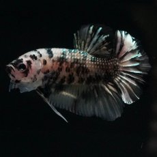 画像11: HMPK　イエローカッパー (11)