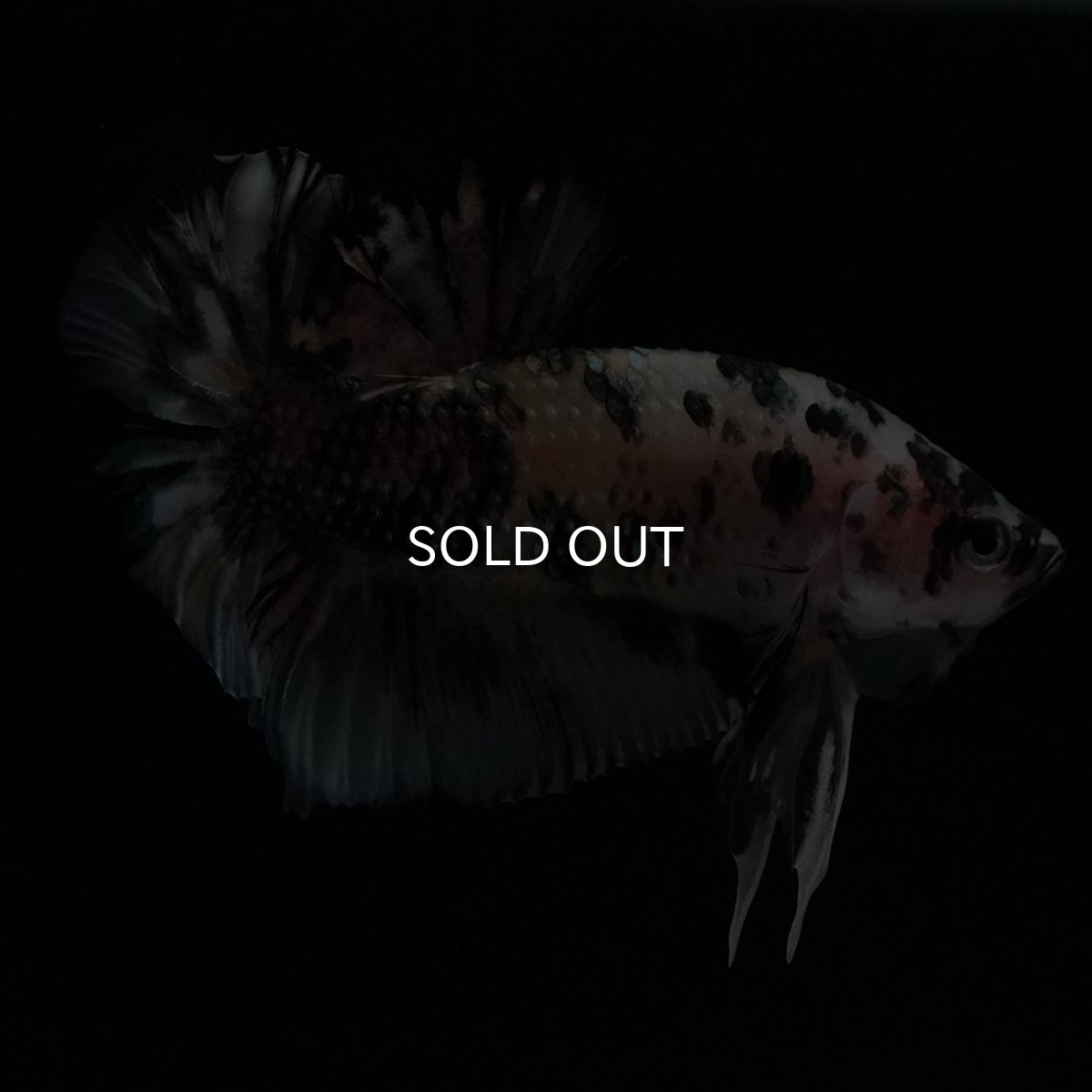 画像8: HMPK　イエローカッパー (8)