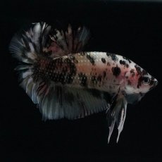 画像8: HMPK　イエローカッパー (8)