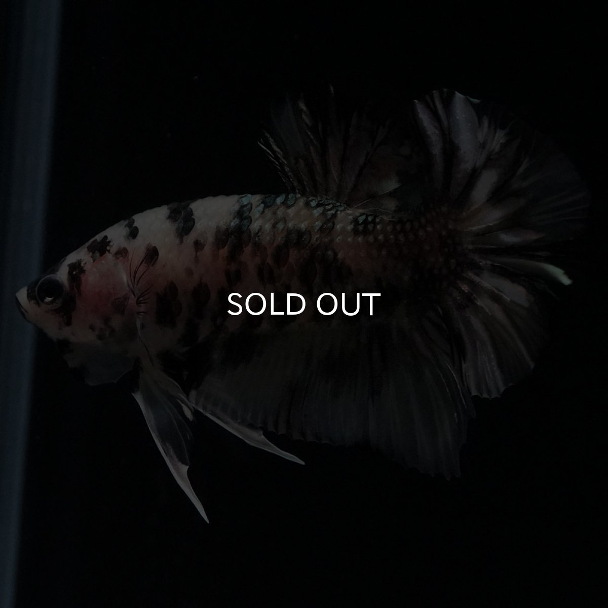 画像9: HMPK　イエローカッパー (9)