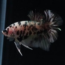 画像9: HMPK　イエローカッパー (9)