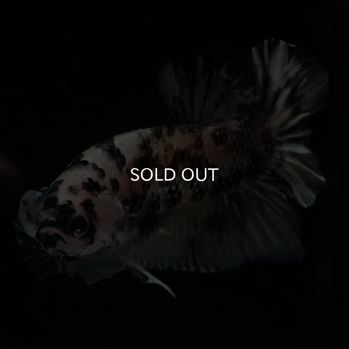 画像7: HMPK　イエローカッパー (7)