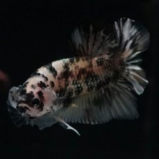 画像7: HMPK　イエローカッパー (7)