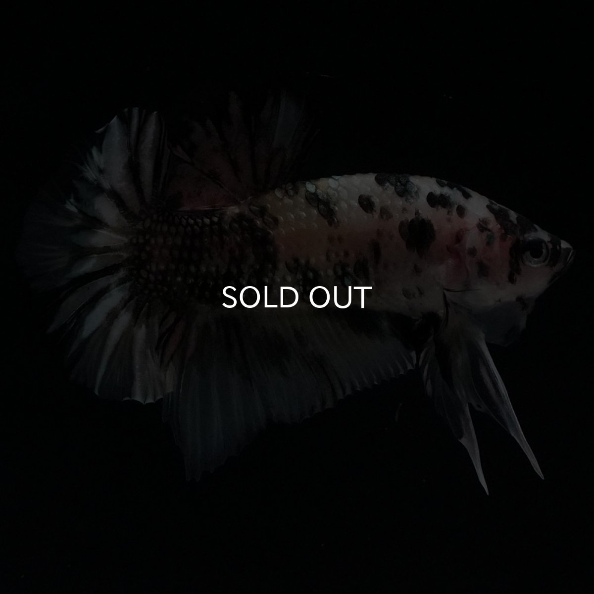 画像4: HMPK　イエローカッパー (4)