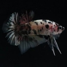 画像4: HMPK　イエローカッパー (4)