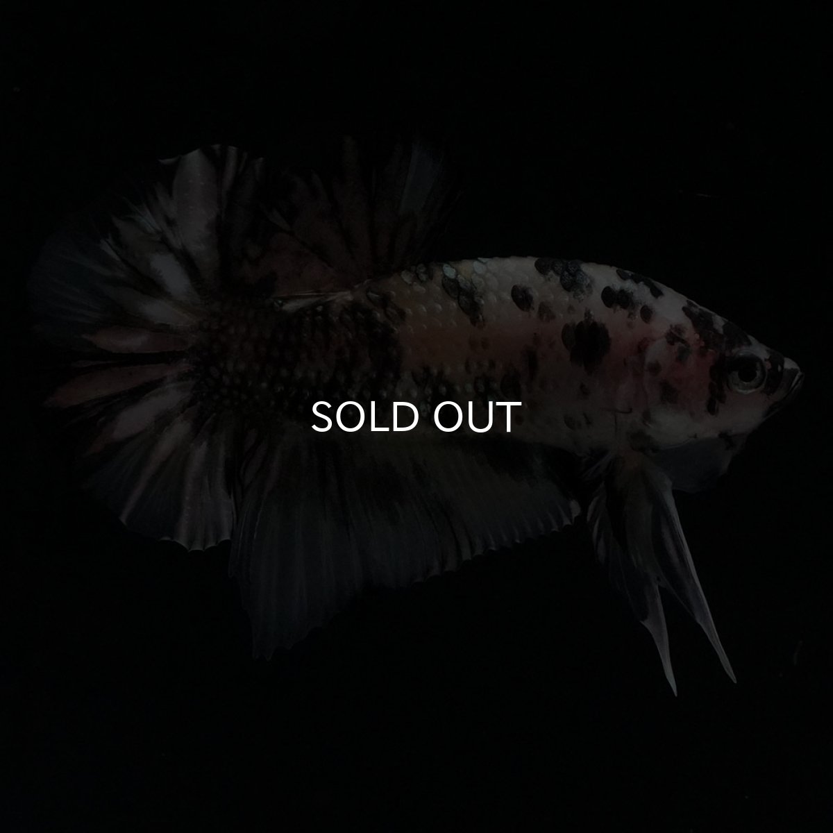 画像6: HMPK　イエローカッパー (6)