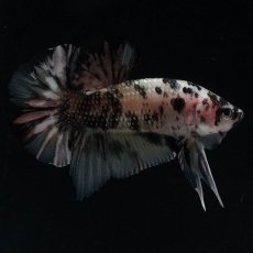 画像6: HMPK　イエローカッパー (6)