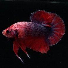 画像7: HMPK　ブルーグリッセル (7)