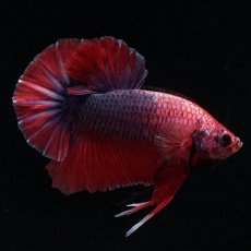 画像4: HMPK　ブルーグリッセル (4)