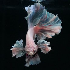 画像3: HMダンボ　ファンシー (3)