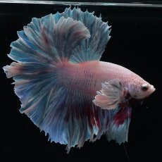 画像8: HMダンボ　ファンシー (8)