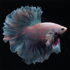 画像6: HMダンボ　ファンシー (6)