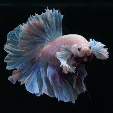 画像5: HMダンボ　ファンシー (5)