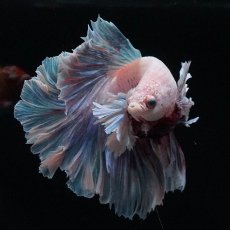 画像2: HMダンボ　ファンシー (2)