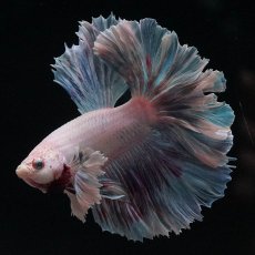 画像4: HMダンボ　ファンシー (4)