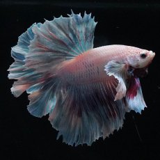 画像1: HMダンボ　ファンシー (1)