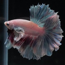 画像7: HMダンボ　ファンシー (7)