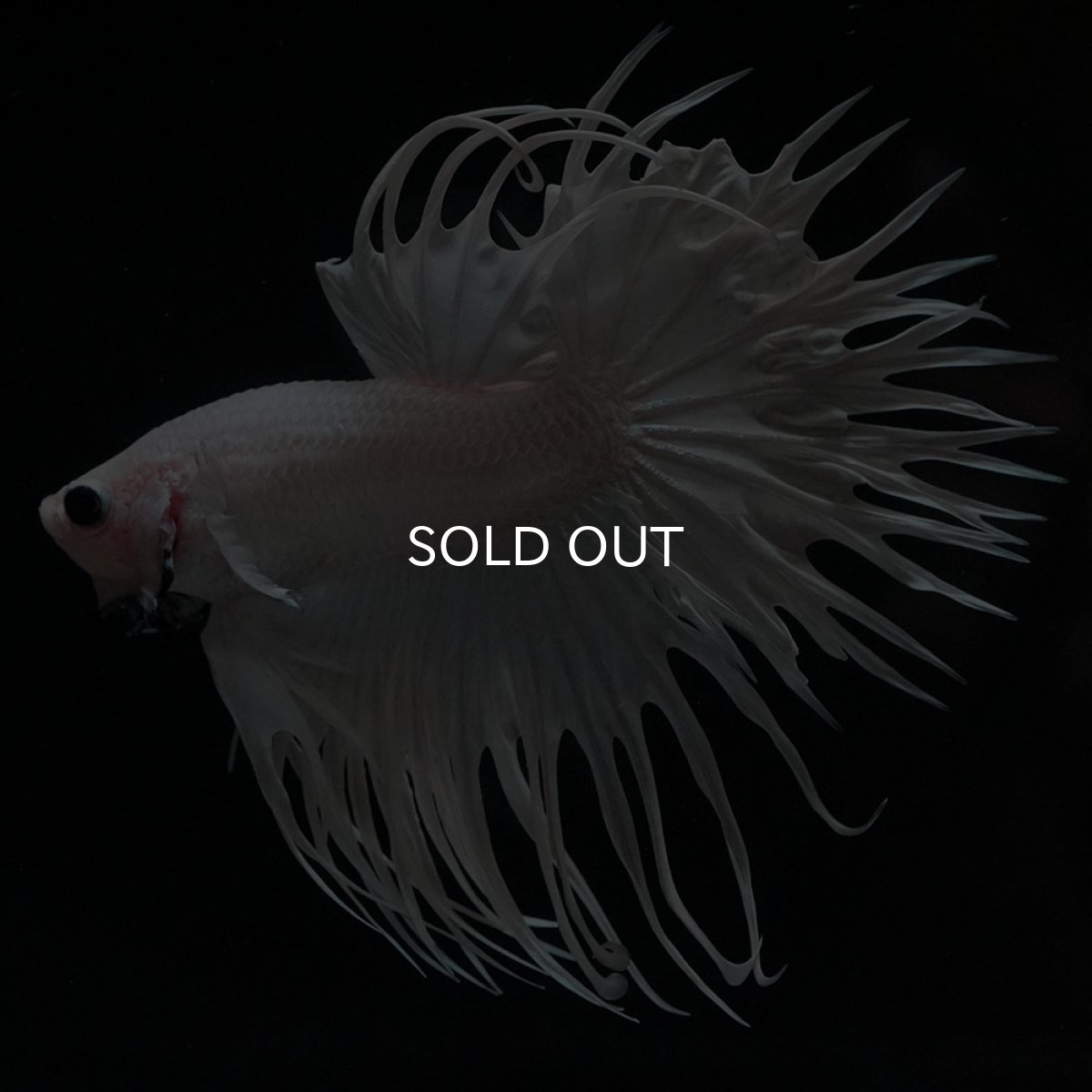 画像7: CT　ホワイト (7)