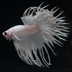 画像7: CT　ホワイト (7)