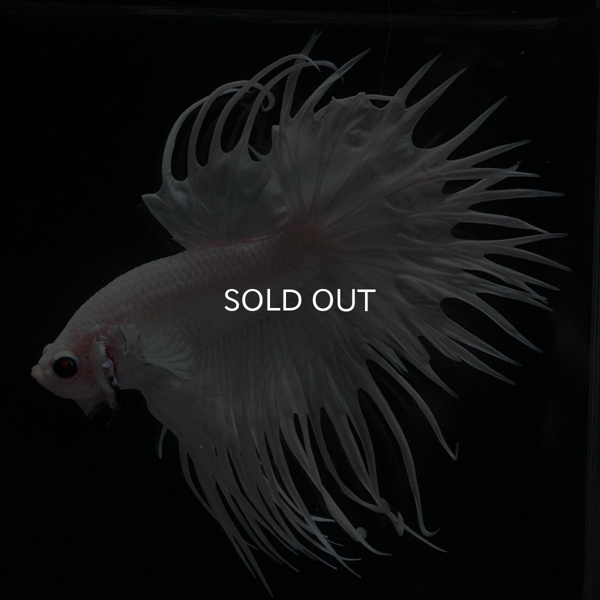 画像5: CT　ホワイト (5)